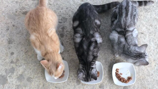 Three cats are eating food from white plates. Two gray and ginger cat are having lunch.Top view of the cats who eat