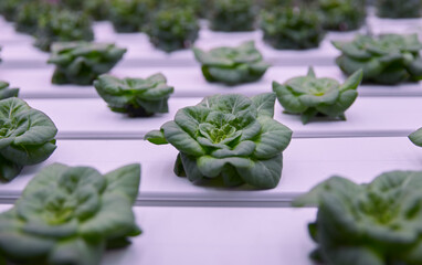 Lettuce seedlings in hydroponic hothouse