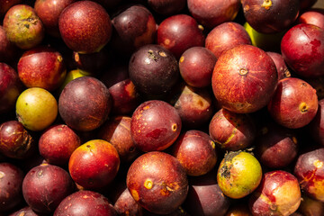 Fruits of Camu Camu (Myrciaria dubia), after harvest, in Iquitos - Peru