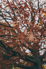 Autumn winter in Greenwich park, London, England