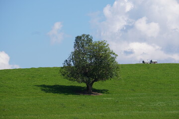 Baum im Grünen