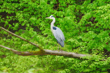 Ardea cinerea a gray heron stands on an old log in front of a green deciduous forest