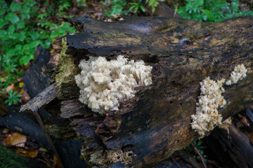 Mushrooms and moss on the trunk of an old dead tree