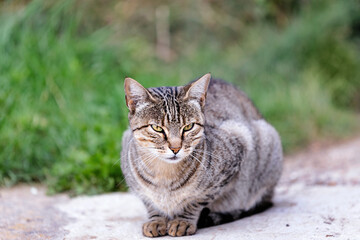 Naklejka na ściany i meble common european cat lying on the ground