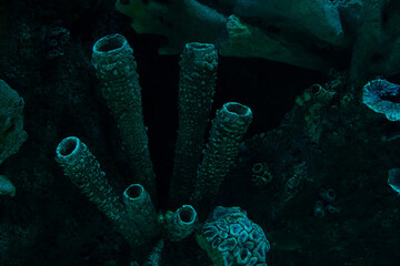 dark coral reef formation on the ocean floor