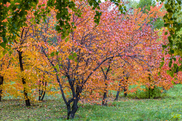 Beautiful bright red, yellow and green trees in the park in autumn. Focus on the background.