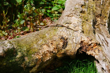 a small branch lies on a large old root that looks like a wooden foot
