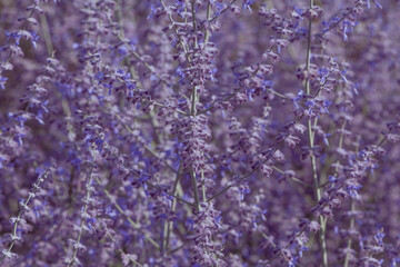 close up of lavender flowers