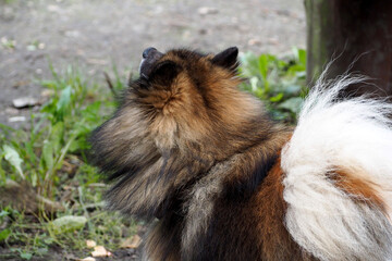 a small Pomeranian breed dog stands and looks up . rear view