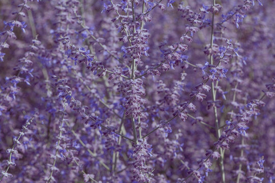 Close Up Of Lavender Flowers