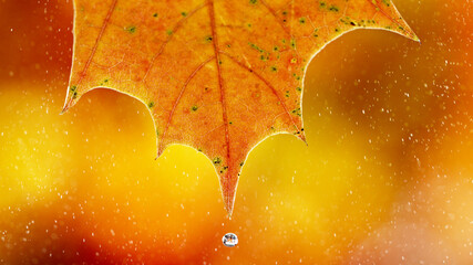 Fototapeta na wymiar Detail of autumn maple leaf with water drop