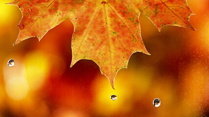 Naklejka na ściany i meble Detail of autumn maple leaf with water drop