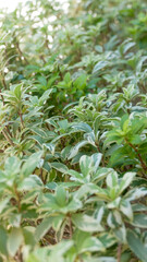 Arbusto con hojas pequeñas verdes