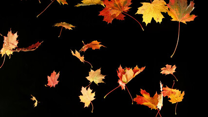 Freeze motion of flying autumn maple leaves on black background