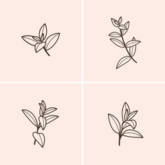 Sprig of mint. Different types of branch. Simple contour vector illustration for packaging, corporate identity, labels, postcards, invitations.