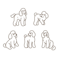 Poodle icon set. Different type of  poodle. Vector illustration for prints, clothing, packaging, stickers.