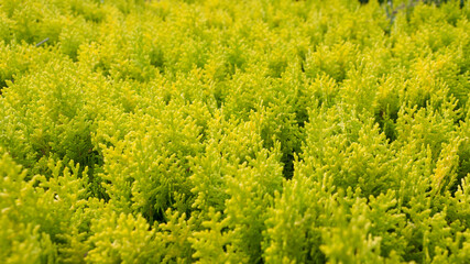 Seto de arbusto de ciprés verde y amarillo
