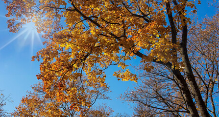 Abstract view of Autumn leaves with sunny light -lens flare - blurred trees and blue sky Fall background.