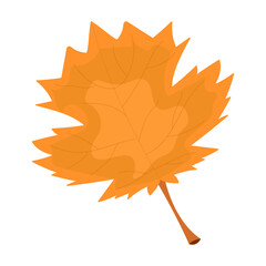 Autumn leaf orange color close up isolated on white background vector illustration