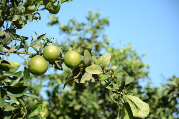 Green oranges on orange tree  in an orchard.