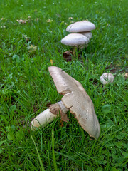 Umgekippter Pilz auf einer Wiese