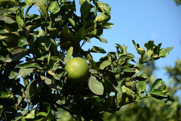 Green oranges on orange tree  in an orchard.