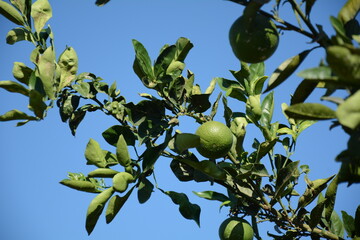 Green oranges on orange tree  in an orchard.