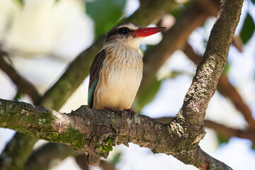 Brown-hooded Kingfisher (Halcyon albiventris) 
