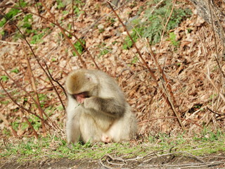 白神山地のニホンザル