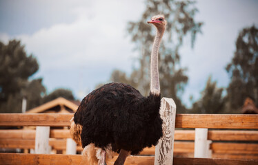 A beautiful proud ostrich with a long neck and dark plumage stands in a paddock in a wooden fence...