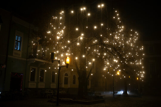 Foggy night in a city with a big tree and lightbulbs. Street illumination. 
