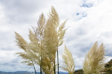 Pampas duster, invasive plant from Argentina in the mountains of the Basque country