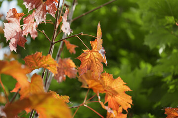 Widok na piękną polską jesień z kolorowymi liśćmi drzew.