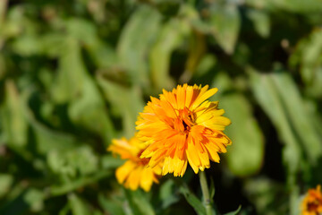 Garden marigold Orange Porcupine