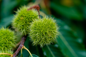 Mountains over the french mountains - Cevennes