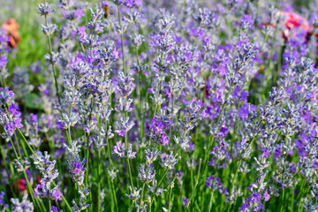 Many small blue lavender flowers in a garden in a sunny summer day photographed with selective focus, beautiful outdoor floral background.