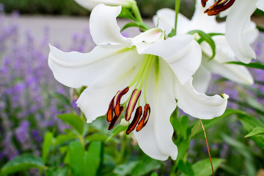One large white flower of Lilium or Lily plant in a British cottage style garden in a sunny summer day, beautiful outdoor floral background photographed with soft focus.