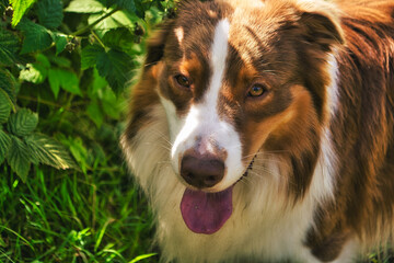 Dog in the sunshine in the green grass