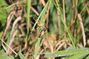 Insect caught by a spider, prey in a web