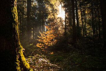 sun shining through trees