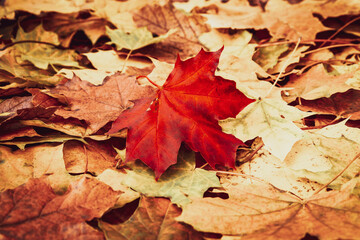Closeup of autumn fallen maple leafs