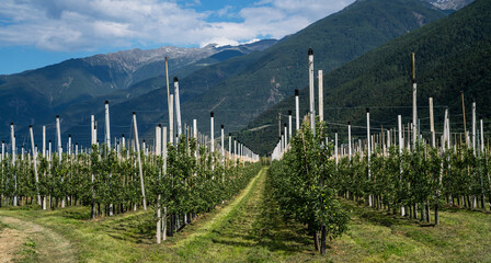 Mountain valley near the town of Merano in the north Italy. Intensive fruit production or orchard in South Tyrol, Italy. - obrazy, fototapety, plakaty
