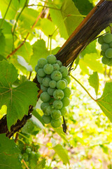 Bunches of green grapes with water drops close-up