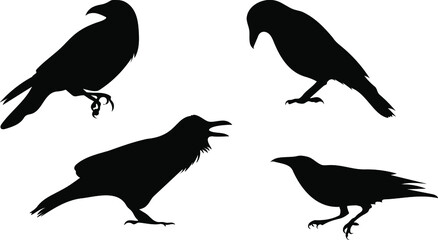 Vector of the black ravens