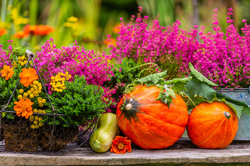 Autumn harvests. Pumpkins and heathers on a wooden table in the garden.