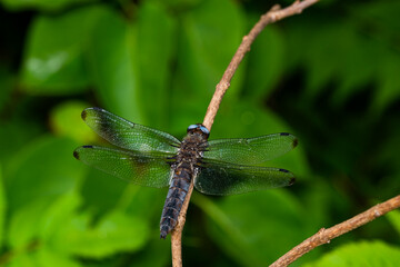 Close up of resting dragonfly on a branch in a sunny day.