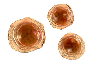 Ascaris lumbricoides fertilized egg, illustration