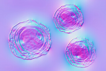 Ascaris lumbricoides fertilized egg, illustration