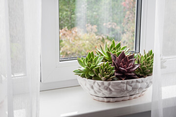 Potted echeveria plants on the windowsill in the room