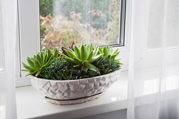 Potted Echeveria and Haworthia plants on the windowsill in the room